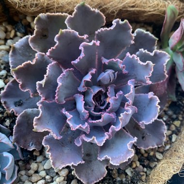 Echeveria 'Shaviana Pink Frills'