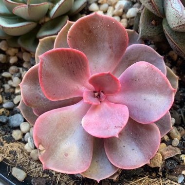 Echeveria 'Purple Pearl'