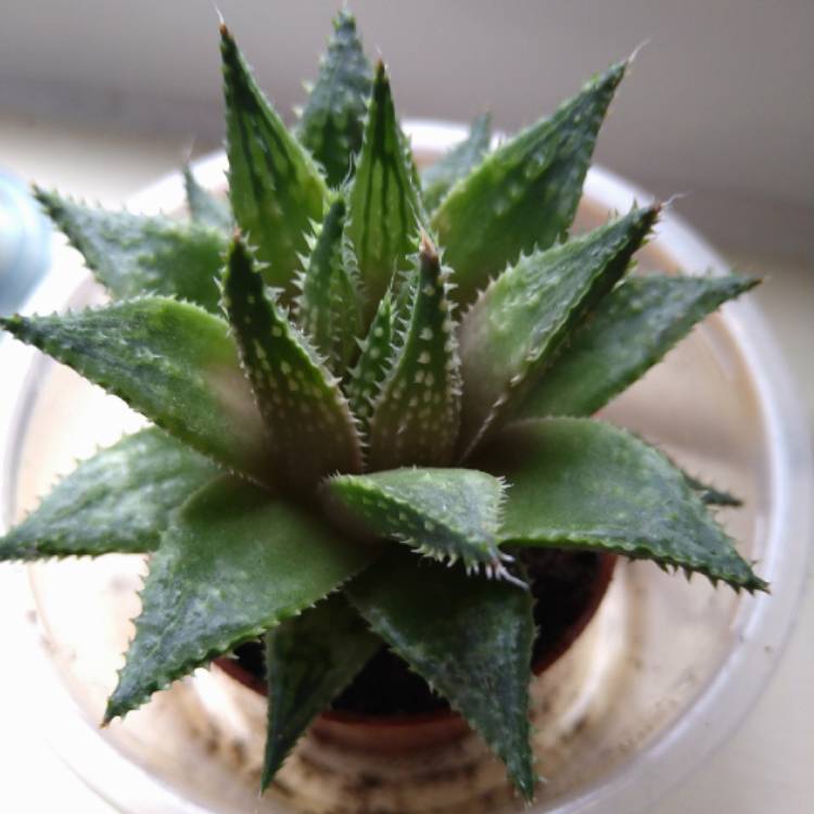 plant image 1482144