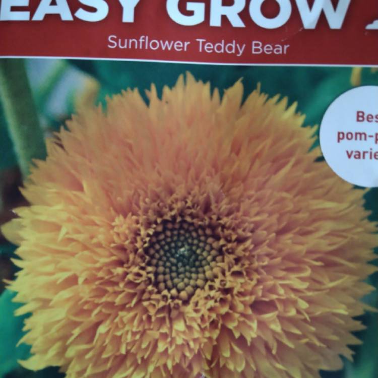 plant image 1483458