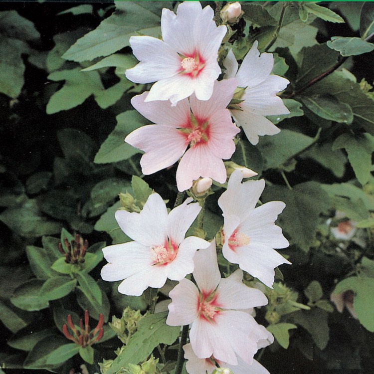 Plant image Lavatera x clementii 'Barnsley Baby'