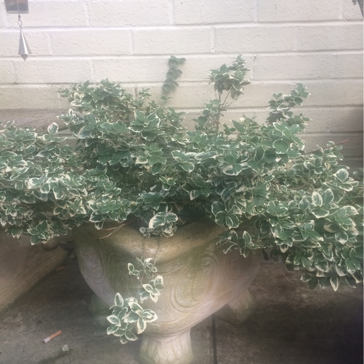 Plant image Euonymus Fortunei 'Emerald Gaiety'