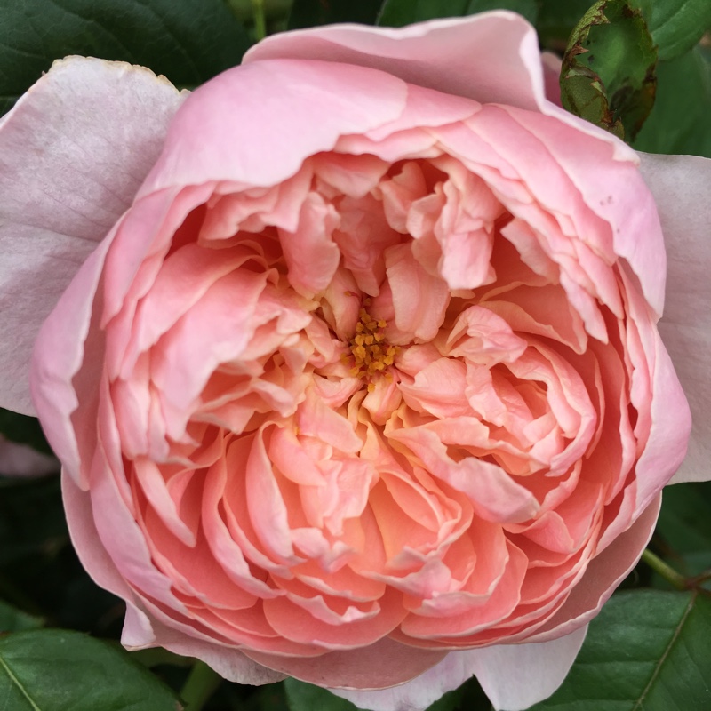 Plant image Rosa 'Ausgrab' syn. Rosa 'The Alnwick Rose', Rosa 'Alnwick Castle'