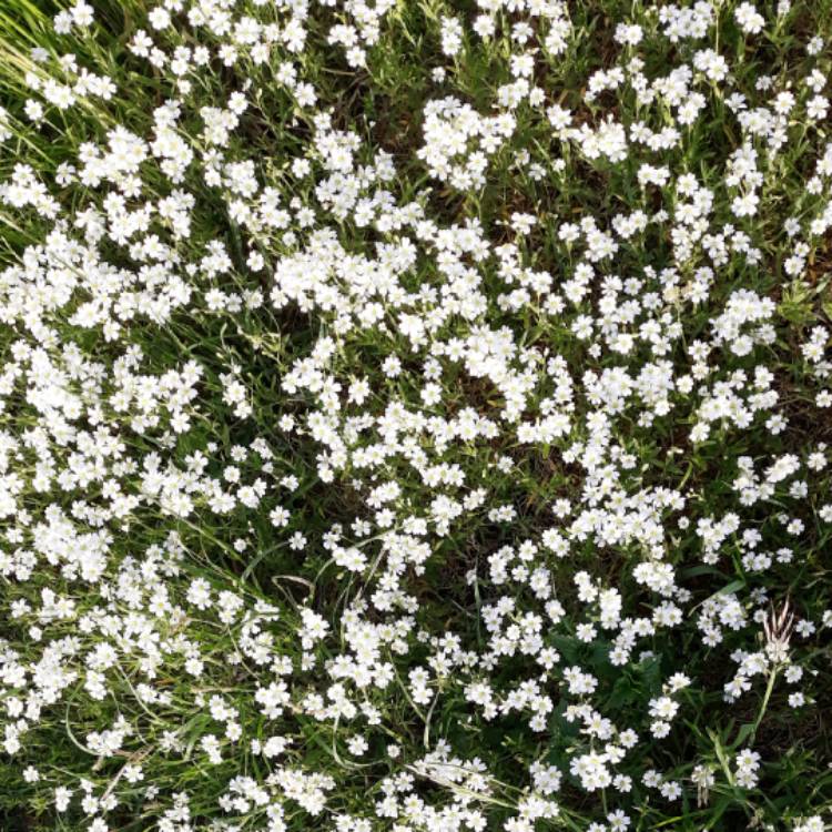 Plant image Stellaria holostea