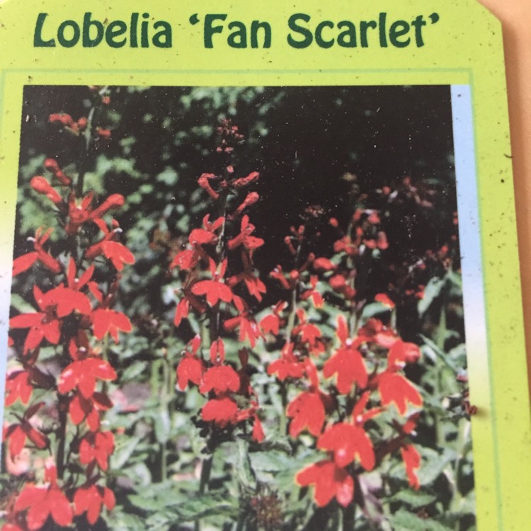 Lobelia x speciosa 'Fan Scarlet', Lobelia 'Fan Scarlet' - uploaded by ...