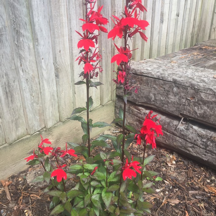 Plant image Lobelia x speciosa 'Fan Scarlet'