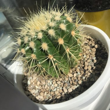 Echinocactus Grusonii