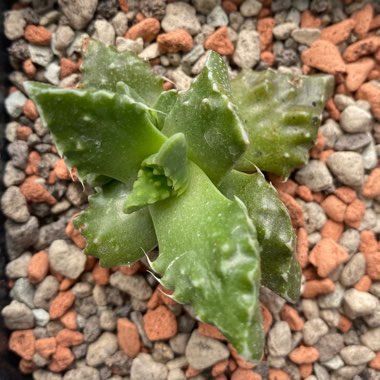 Knobbled Jaws