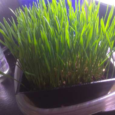 Triticum Aestivum