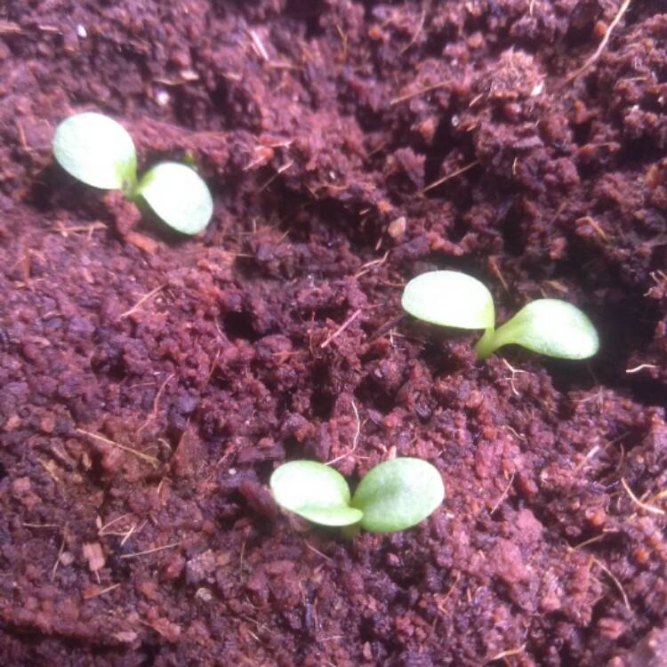 plant image 609457