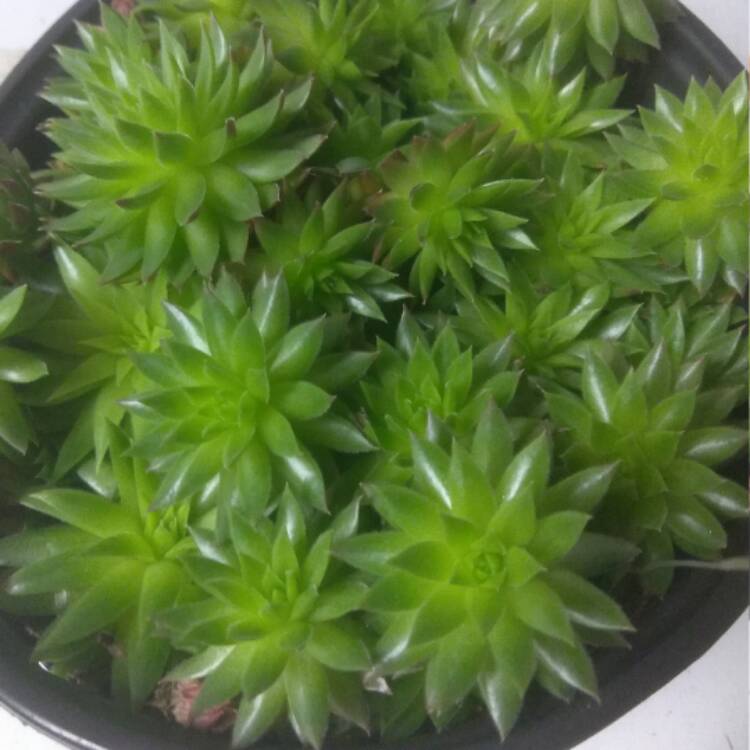 plant image 609574