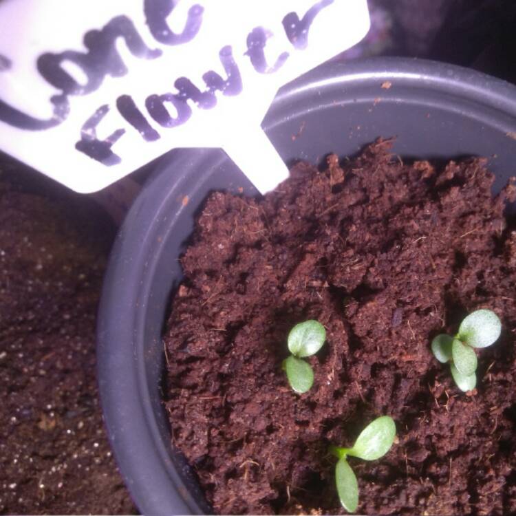 plant image 611497