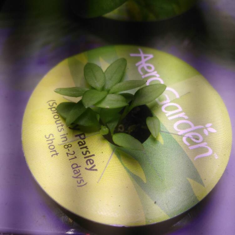 plant image 611499 plant image 611499