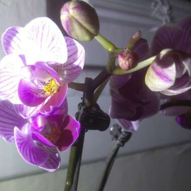Phalaenopsis amabilis (Miniature)