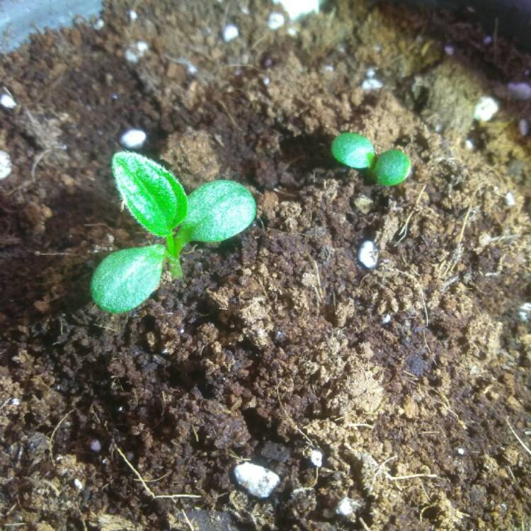 plant image 614651