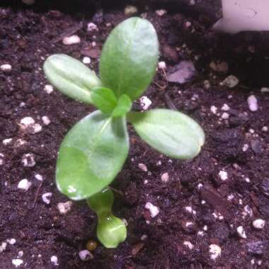 Zinnia elegans