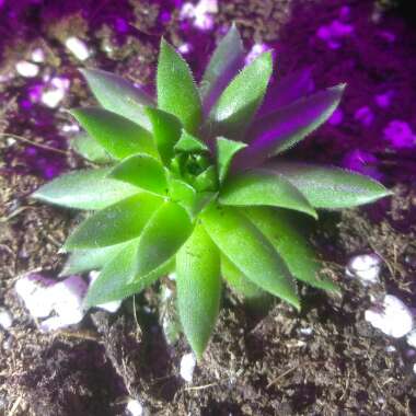 Jovibarba globifera