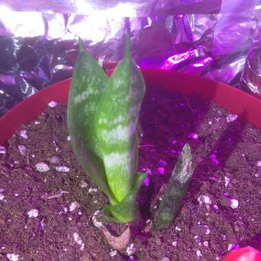 Sansevieria