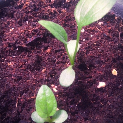 plant image 623097