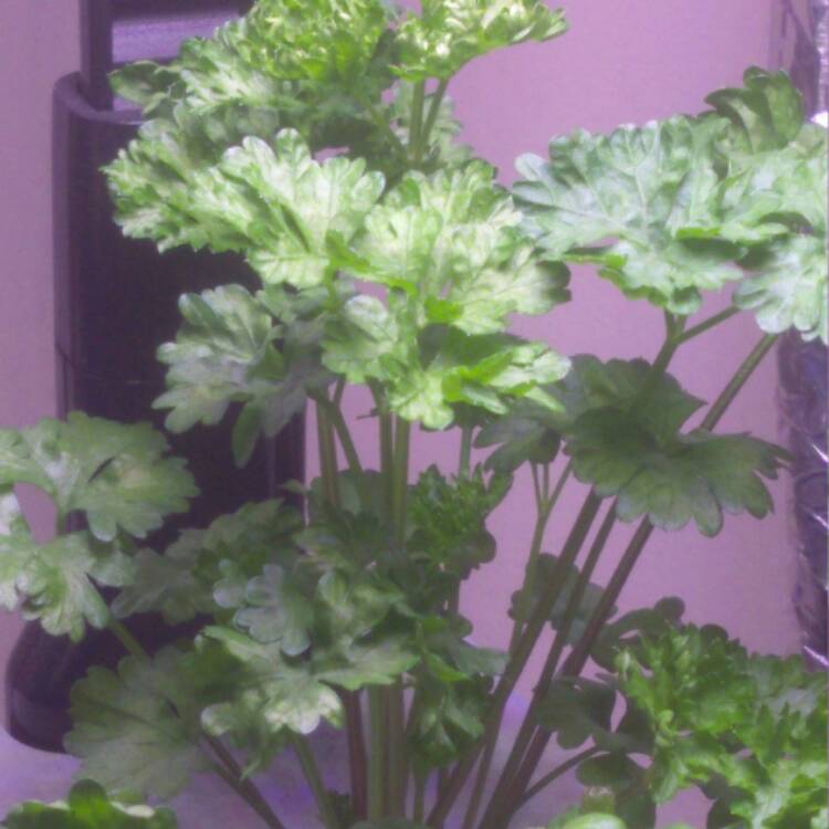 plant image 623098 plant image 623098