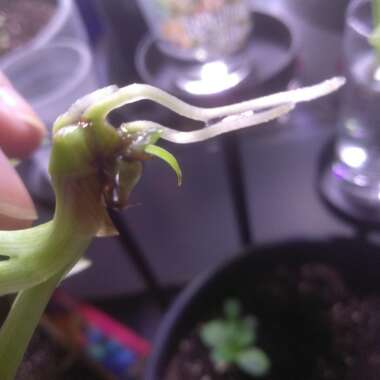 Chlorophytum comosum 'Picturatum'