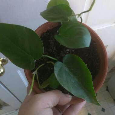 Philodendron scandens