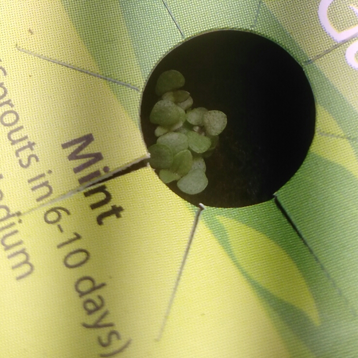 plant image 629646