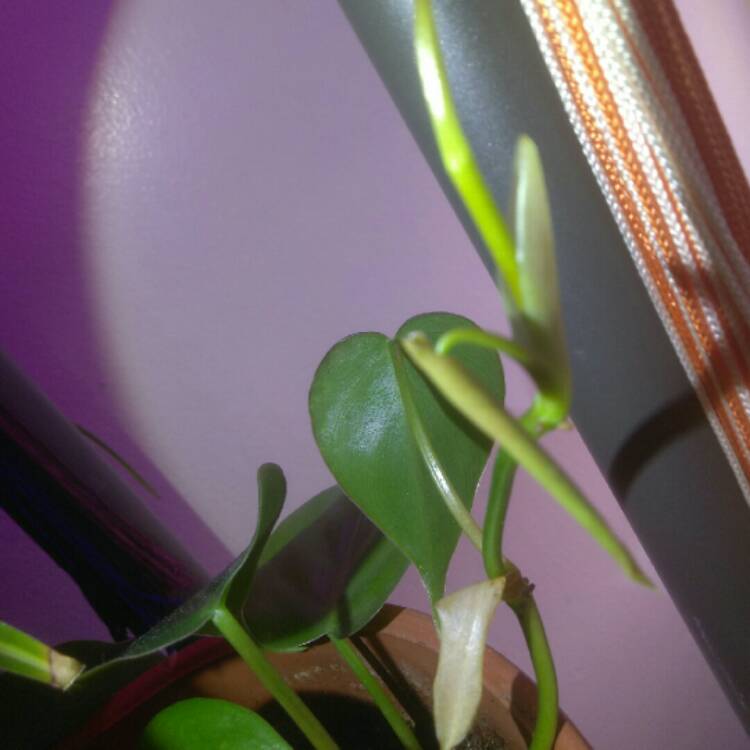 plant image 629650