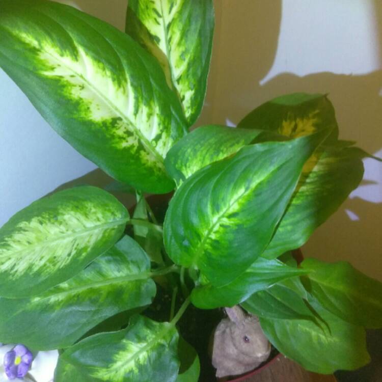 plant image 640032