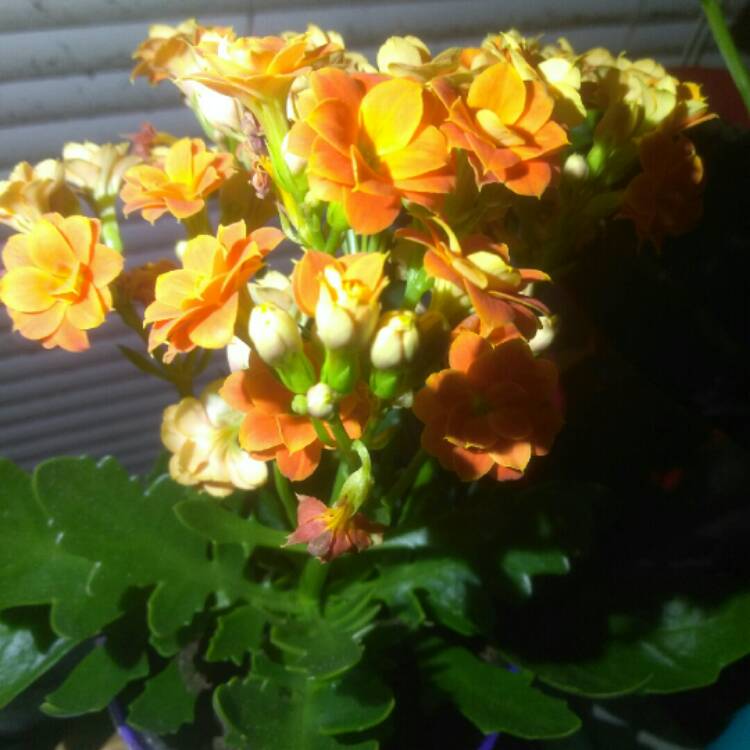 plant image 643356