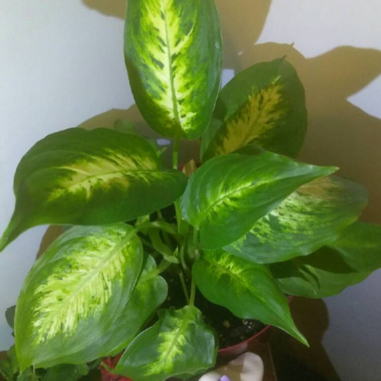 plant image 643362