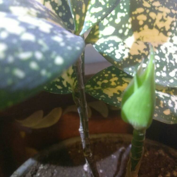 plant image 643364