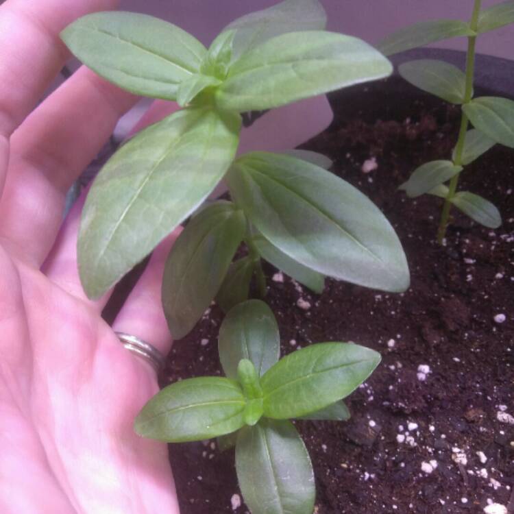 plant image 643373 plant image 643373
