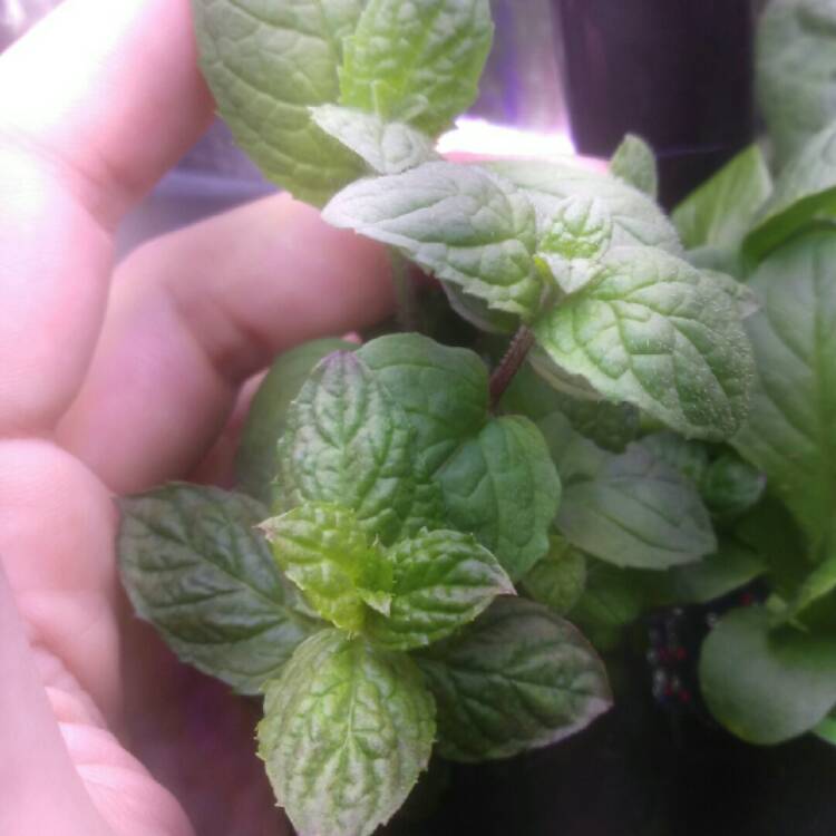 plant image 643378