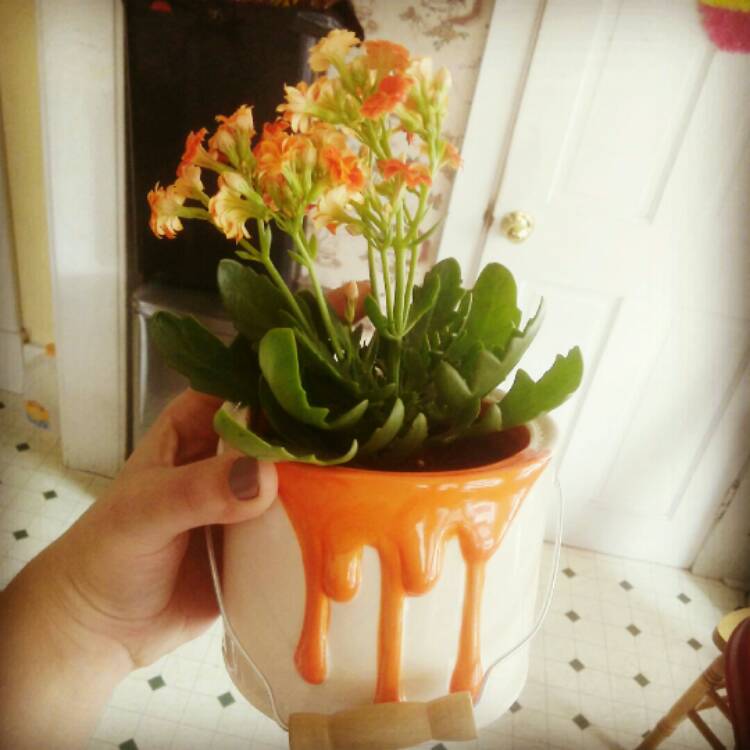 Plant image Kalanchoe