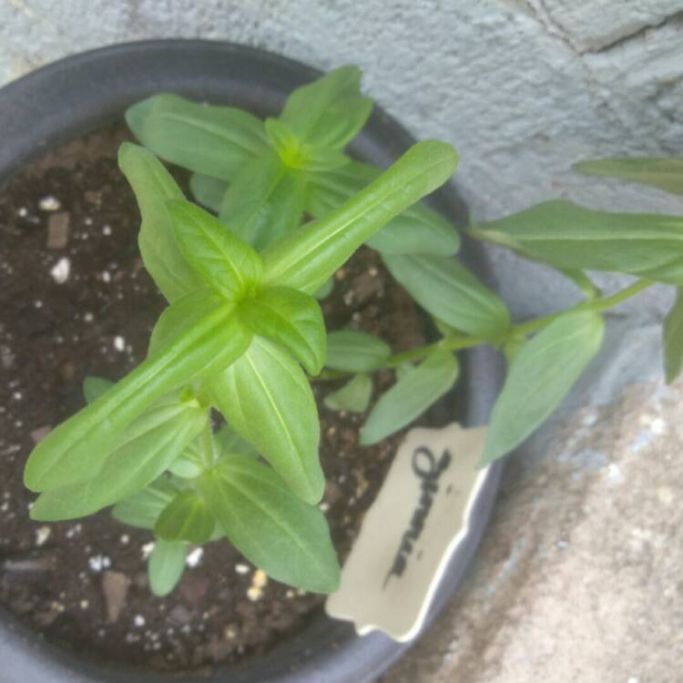 plant image 657825 plant image 657825