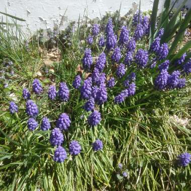 Grape Hyacinth (Species) Armenian Grape Hyacinth
