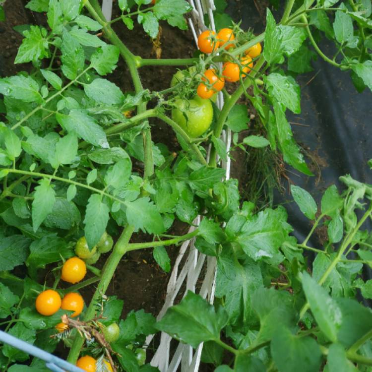Plant image Solanum Lycopersicum 'Orange Paruche'