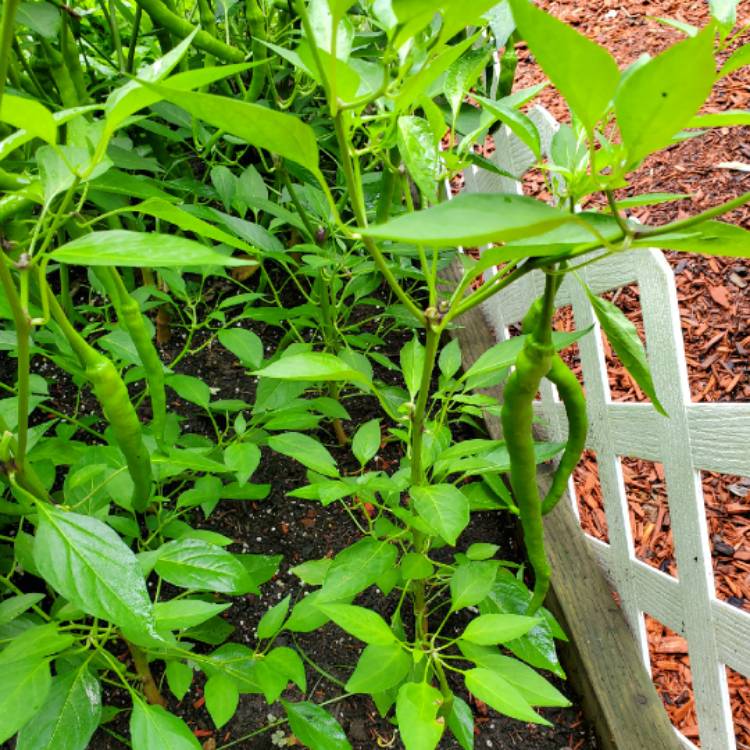 Plant image Capsicum Annuum 'Bulgarian Carrot'