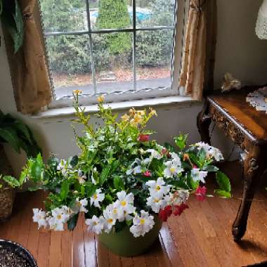 Mandevilla 'Sundial'