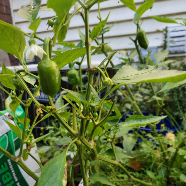 plant image 1400969
