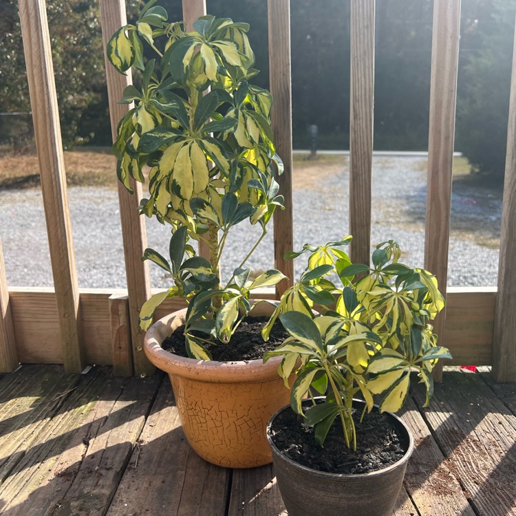 Plant image Schefflera arboricola 'Madam de Smet'