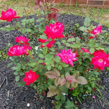 Rose 'Double Knock Out' (Shrub)