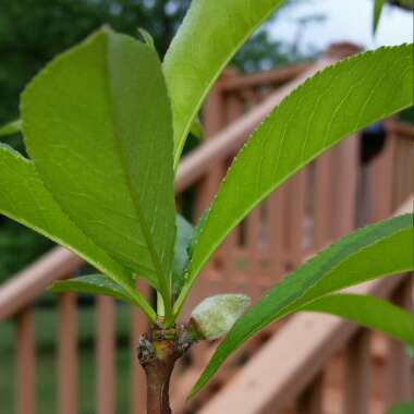 Peach 'Loring'