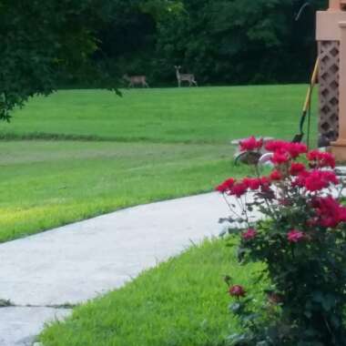 Yaz's garden
