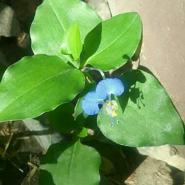 Commelina Communis