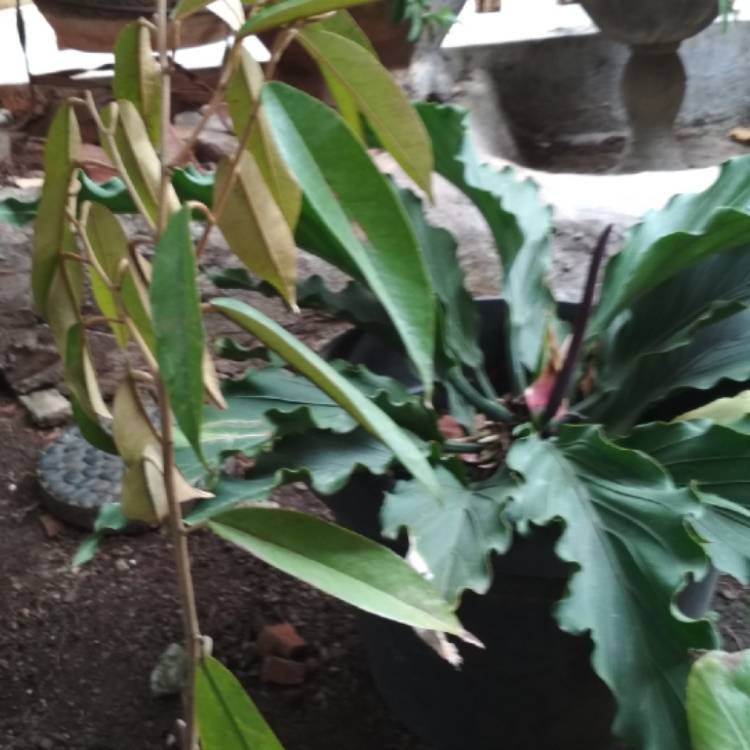 Plant image Anthurium plowmanii