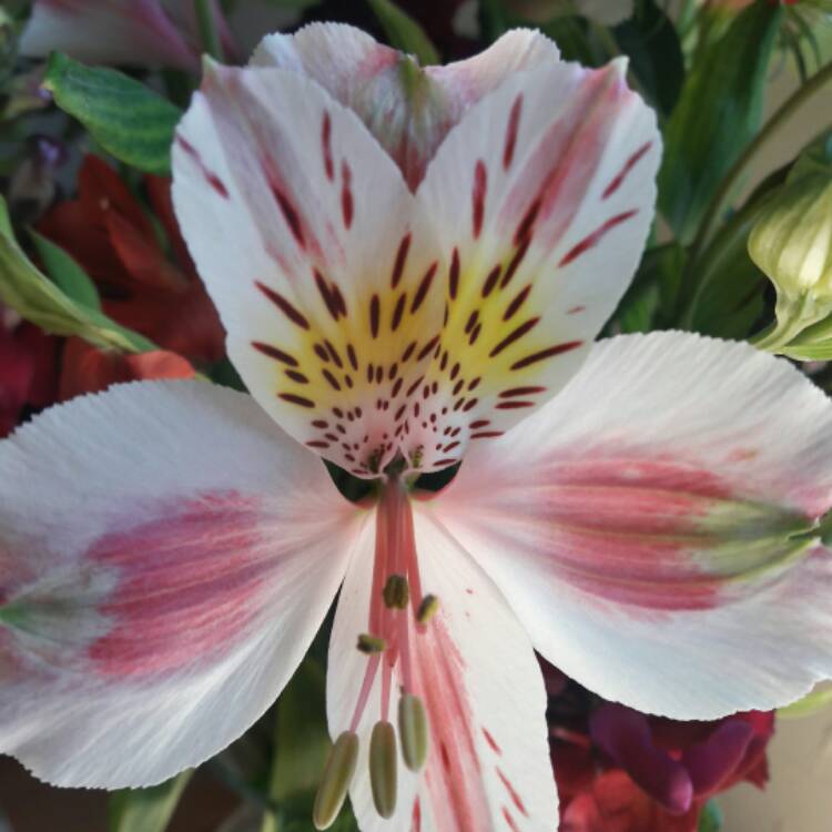 Plant image Alstroemeria 'Casablanca'