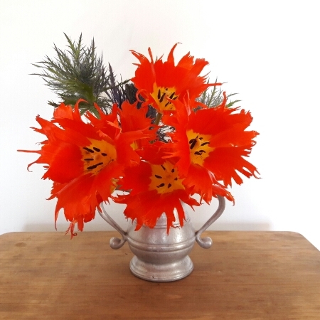 plant image 349538