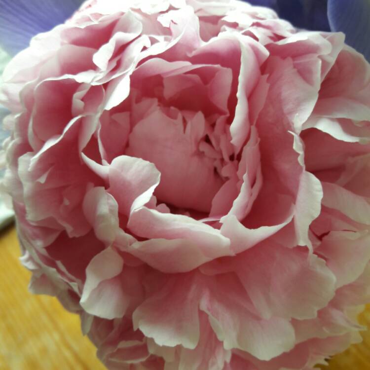 Plant image Paeonia x festiva 'Rosea Plena' syn. Paeonia officinalis 'Rosea Plena', Paeonia 'Old Double Rose'